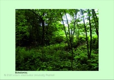 Stanowisko ślimaka winniczka w woj. dolnośląskim - Bolesławiec