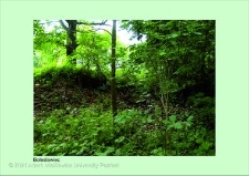 Stanowisko ślimaka winniczka w woj. dolnośląskim - Bolesławiec