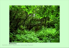 Stanowisko ślimaka winniczka w woj. dolnośląskim - Bolesławiec