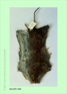 Brak tytułu