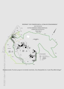 Rozmieszczenie Trachytes pauperior na terenie rezerwatu "Cisy Staropolskie im. Leona Wycz&oacute;łkowskiego"