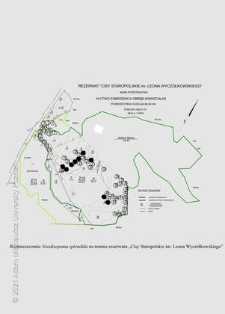 Rozmieszczenie Neodiscopoma splendida na terenie rezerwatu "Cisy Staropolskie im. Leona Wycz&oacute;łkowskiego"
