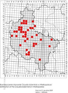Rozmieszczenie stanowisk Clausilia bidentata w Wielkopolsce/ Distribution of the Clausilia bidentata in Wielkopolska