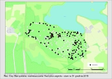 Rozmieszczenie Trachytes aegrota na terenie rezerwatu "Cisy Staropolskie"