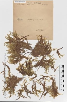 Brak tytułu