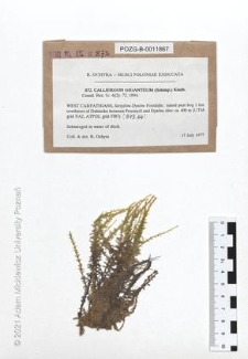 Brak tytułu