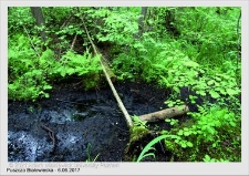Wyjazd do Puszczy Białowieskiej czerwiec 2017
