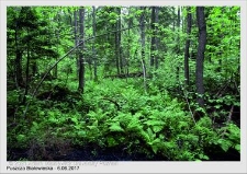 Wyjazd do Puszczy Białowieskiej czerwiec 2017