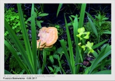 Wyjazd do Puszczy Białowieskiej czerwiec 2017