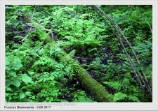 Wyjazd do Puszczy Białowieskiej czerwiec 2017