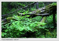 Wyjazd do Puszczy Białowieskiej czerwiec 2017