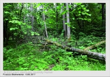 Wyjazd do Puszczy Białowieskiej czerwiec 2017