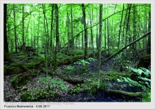 Wyjazd do Puszczy Białowieskiej czerwiec 2017