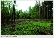 Wyjazd do Puszczy Białowieskiej czerwiec 2017