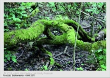 Wyjazd do Puszczy Białowieskiej czerwiec 2017