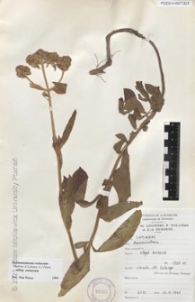 Brak tytułu
