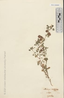 Brak tytułu