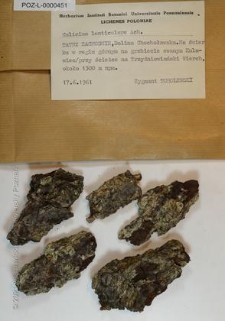 Brak tytułu