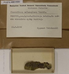 Brak tytułu