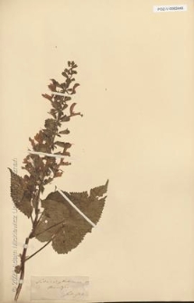 Brak tytułu
