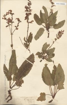 Brak tytułu