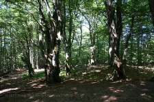 Bieszczady