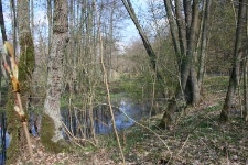 Oles