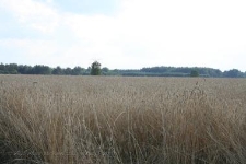 Uprawa żyta