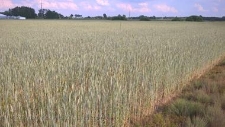 Uprawa żyta